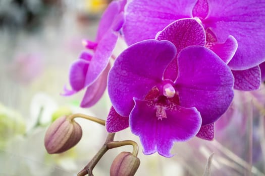 magenta or purple vivid orchid flowers closeup