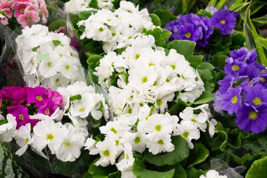 Primerose plants mixed variety of colors close up