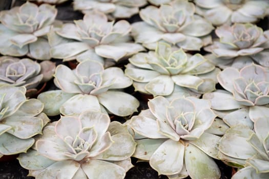 Miniature succulent echeveria plants in a planter closeup top view