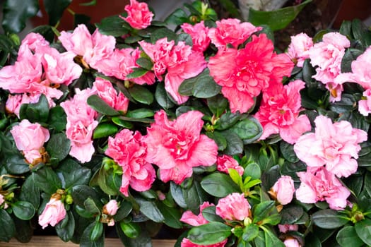Hybrid pink azalia or rhododendron hybridum closeup