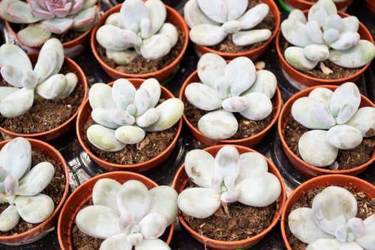 miniature green succulents, Echeveria or Sedum Succulent top view close up