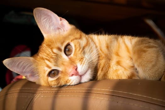 Funny red kitten cat portrait in summer day closeup