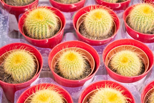 Beautiful background of small yellow cactus in many red pots.