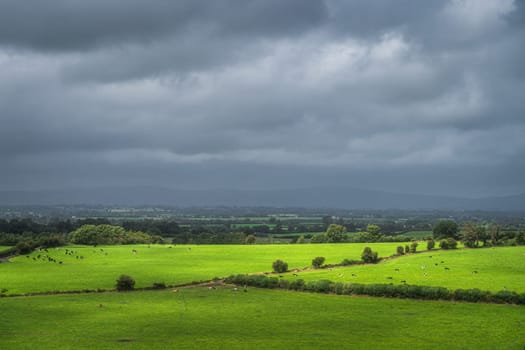 Herd of cattle grazing and resting on fresh green field or pasture illuminated by sunlight with dark, moody sky in background, Tipperary, Ireland