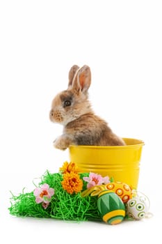 Cute dwarf rabbit with Easter motif on a white background. High quality photo
