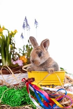 Cute dwarf rabbit with Easter motif on a white background. High quality photo