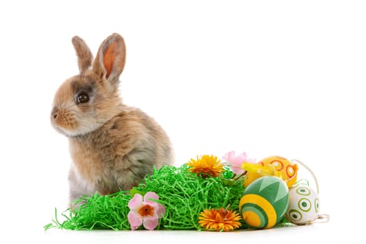 Cute dwarf rabbit with Easter motif on a white background. High quality photo
