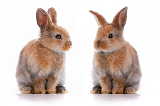 Cute dwarf rabbit with Easter motif on a white background. High quality photo