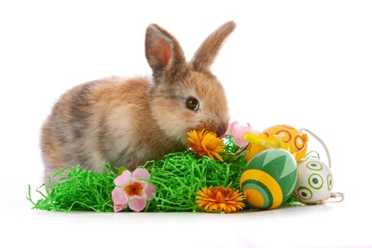 Cute dwarf rabbit with Easter motif on a white background. High quality photo