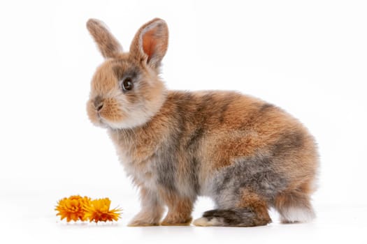 Cute dwarf rabbit with Easter motif on a white background. High quality photo