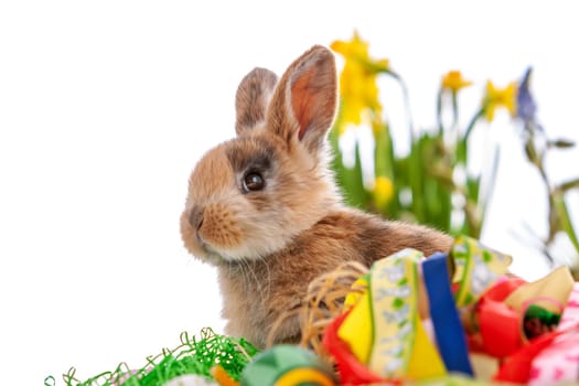 Cute dwarf rabbit with Easter motif on a white background. High quality photo