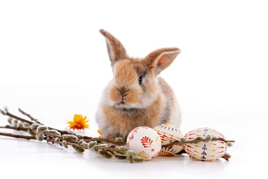 Cute dwarf rabbit with Easter motif on a white background. High quality photo
