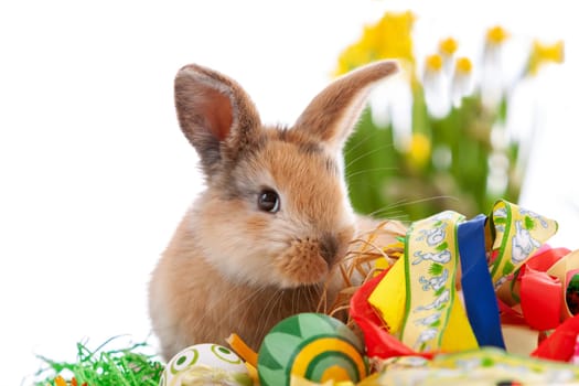 Cute dwarf rabbit with Easter motif on a white background. High quality photo