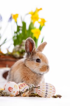 Cute dwarf rabbit with Easter motif on a white background. High quality photo