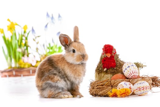 Cute dwarf rabbit with Easter motif on a white background. High quality photo