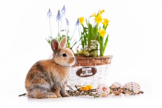 Cute dwarf rabbit with Easter motif on a white background. High quality photo