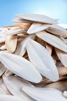 The internal shell or bone of dead cuttlefish. Cuttlefish bone on studio background. High quality photo