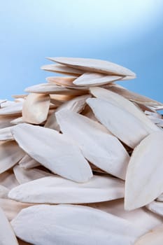 The internal shell or bone of dead cuttlefish. Cuttlefish bone on studio background. High quality photo