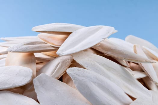 The internal shell or bone of dead cuttlefish. Cuttlefish bone on studio background. High quality photo