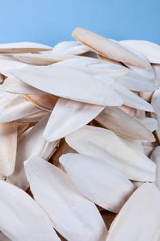 The internal shell or bone of dead cuttlefish. Cuttlefish bone on studio background. High quality photo