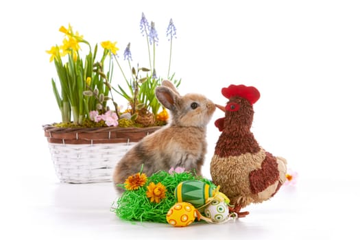 Cute dwarf rabbit with Easter motif on a white background. High quality photo