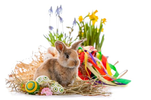 Cute dwarf rabbit with Easter motif on - white background.