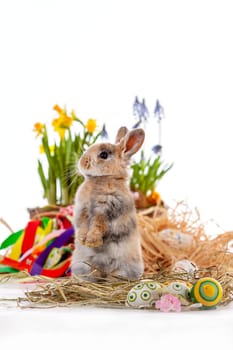 Cute dwarf rabbit with Easter motif on a white background. High quality photo.