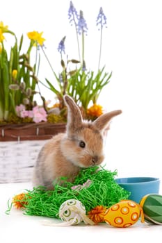 Cute dwarf rabbit with Easter motif on a white background. High quality photo