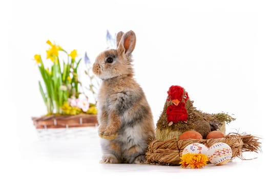 Cute dwarf rabbit with Easter motif on a white background. High quality photo.