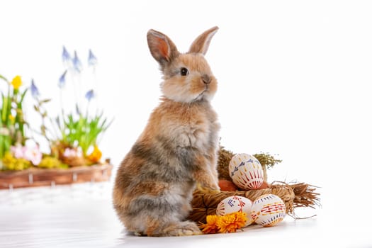 Cute dwarf rabbit with Easter motif on a white background. High quality photo