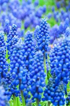 Blue grape hyacinth flowers as nice spring background