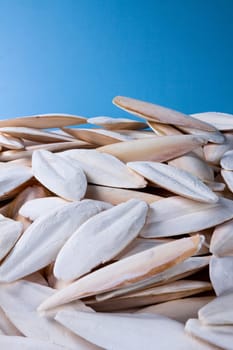 The internal shell or bone of dead cuttlefish. Cuttlefish bone on studio background. High quality photo