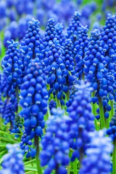 Blue grape hyacinth flowers as nice spring background