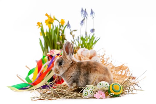 Cute dwarf rabbit with Easter motif on a white background. High quality photo.