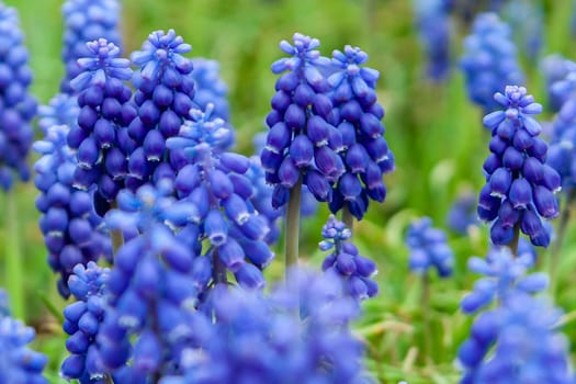 Blue grape hyacinth flowers as nice spring background