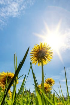Yellow dandelions in the sun against a city houses. Pardubice