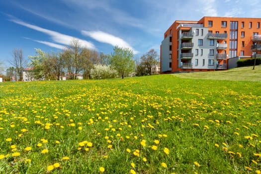 Yellow dandelions in the sun against a city houses. Pardubice