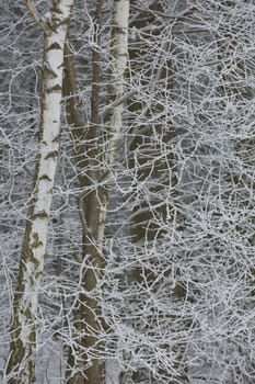 Snowy winter forest background. Beautiful spruce trees trunks pattern, sticked with snow in Czech republic.