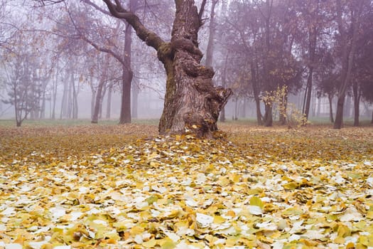 front view closeup of tilted mistic old tree with large trunk and dead autumn leaves on the ground in a forest with mist