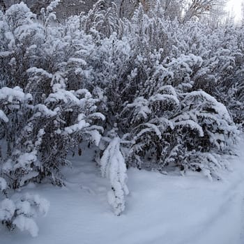 Beautiful snow-covered bushes and trees at dawn. Winter nature, environment.