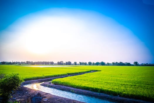 Landscape View of A green agriculture field In Spring with Blue Sky and White Clouds. Rice field • Agriculture background in Ayutthaya Thailand