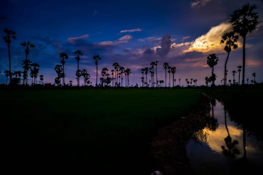 Landscape under scenic colorful sky at sunset over rice field and sugar palm trees. Rice fields and palm trees at sunset in Pathum Thani, Thailand