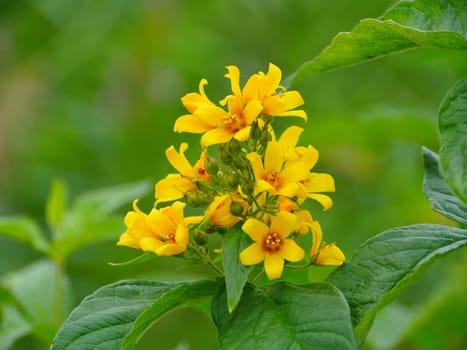 yellow flowers hypericum in nature close-up, herbal plant