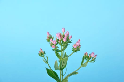 Centaury on a blue background