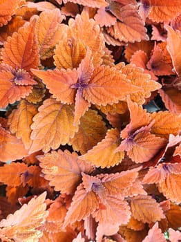 Coleus campfire, reddish and orange garden foliage, background.