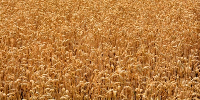 Grain field before harvest in banner