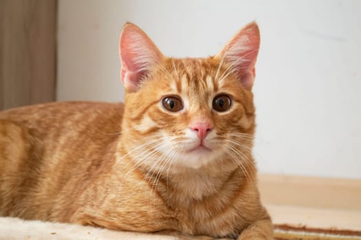 red cat looking straight towards camera. Closeup