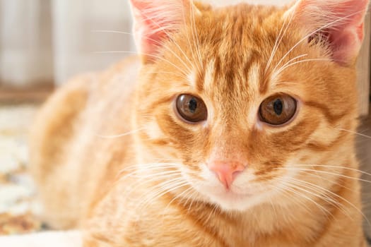 clever pale red color cat portrait closeup