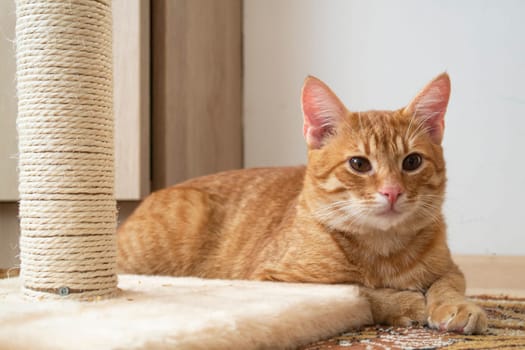 Red cat and beige scratching post closeup