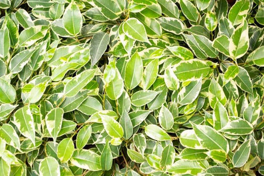 Weeping fig, benjamin fig, ficus tree leaves close up texture background. Variegated ficus benjamina starlight tree leaves
